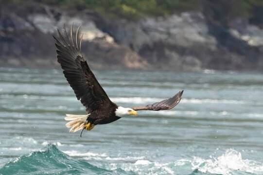 Bald eagle with Hake Fish Catch