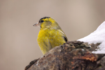 A siskin close-up portrait of a in a winter forest