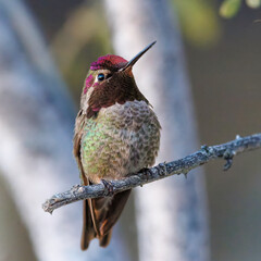 Obraz premium Anna's Hummingbird