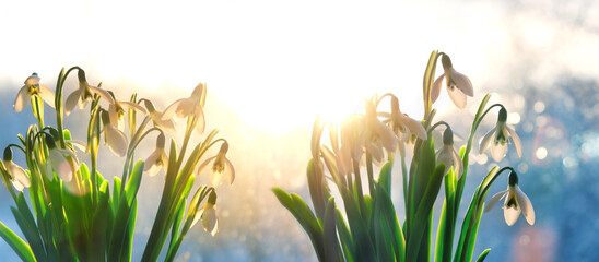 Obraz premium Beautiful snowdrops flowers close up on sunny abstract nature background. landscape with blooming snowdrops - gentle symbol of early spring season. banner. selective focus