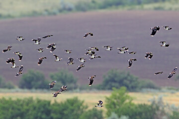 A flock of northern lapwings (Vanellus vanellus) was photographed in flight against a backdrop of green hills. The quality of the photo is questionable, but...