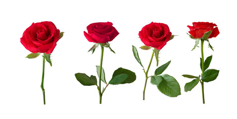 Obraz premium A sequence of four red roses with green stems and leaves set against a white background. Elegant, romantic and timeless, perfect for gifts, cards, and floral themes.
