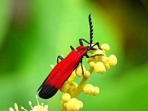 Close-up of a Fire-coloured beetle resting on flower, showcasing its bright red body and delicate details of nature in sharp macro photography. Perfect for insect and wildlife themes