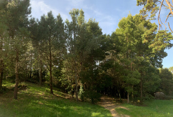 A forest with a path leading through it