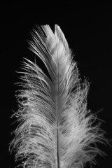 Delikatne białe pi&oacute;ro na czarnym tle