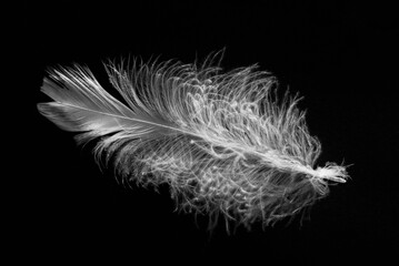 Obraz premium Delikatne białe pióro na czarnym tle