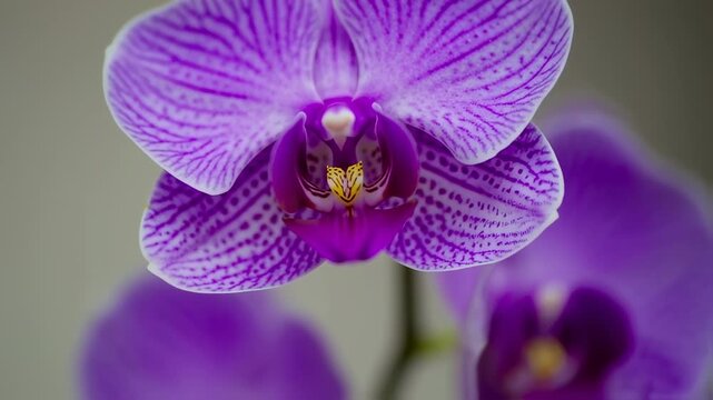 Close-up of a vibrant purple orchid