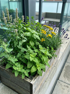 Mix of annual aromatic plants that repels mosquitos and insects in a planter on the edge of a terrace