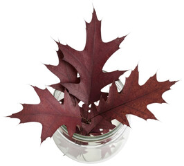 Red oak leaves in a glass jar isolated on transparent background