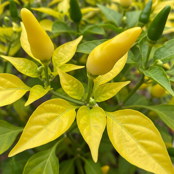 Yellow chili leaves in the field