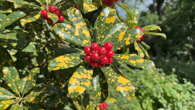 Scenic view of aucuba japonica plant showcasing vibrant foliage and bright red berries