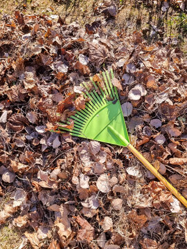 Spring cleaning of the garden with a rake from fallen leaves, dry grass.Harvesting leaves with a rake. Garden tools.Person working outdoors in the park.spring season