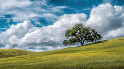 A lone tree stands on a grassy hillside, with a dramatic sky filled with fluffy white clouds.