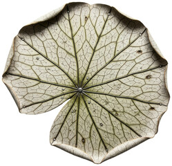 Dried lotus leaf with veins and rivets