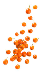 Falling sea buckthorn berries isolated on transparent background