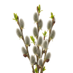 Fototapeta premium Pussy willow branches with soft catkins isolated on transparent