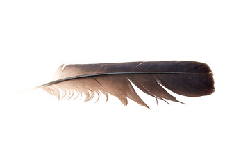 Long dark feather with intricate barbs and a smooth shaft isolated on a white background, showcasing natural details and textures of the plumage