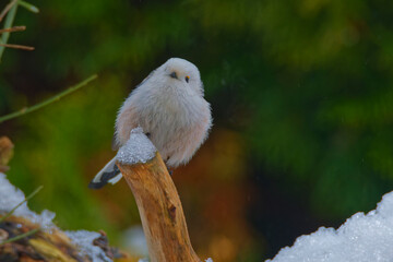 Schwanzmeise (Aegithalos caudatus) im Winter	