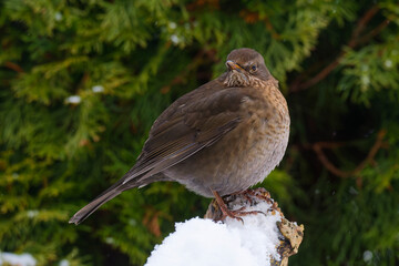 Amsel Weibchen im Winter	