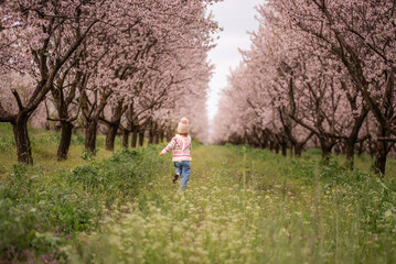 Young child wearing a hat and sweater running away on a grassy path in a vibrant orchard with rows of blooming pink almond trees during springtime, expressing freedom and joy