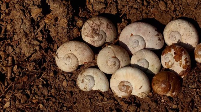 Close-up of abandoned snail shell structure recorded from a high angle on the forest ground during a winter morning in Himachal Pradesh, India.