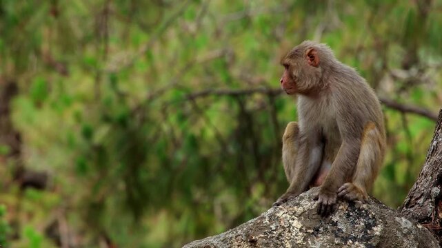Rhesus macaque resting on forest rock in summer. Closeup video shows a wild rhesus macaque sitting peacefully on a forest rock during summer in the Himalayan region of Himachal Pradesh, India.