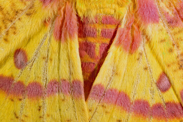Imperial moth, Aecles imperialis, wing scales. © Michael Redmer©