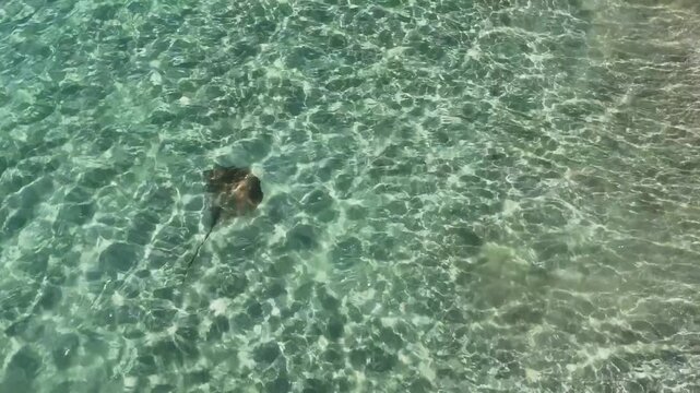 stingray