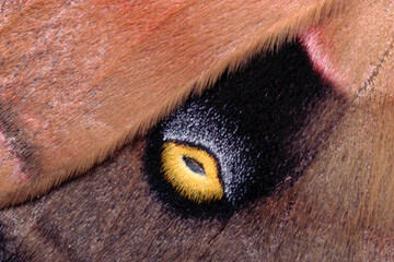 Polyphemus Moth Caterpillar (Antheraea polyphemus) © Michael Redmer©