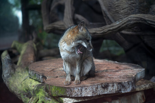 Costa Rican tigrillo, or gray fox.