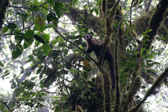Coati in a tree 