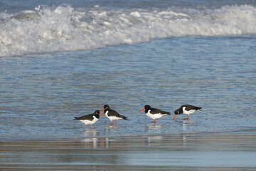 Les oiseaux sur la plage