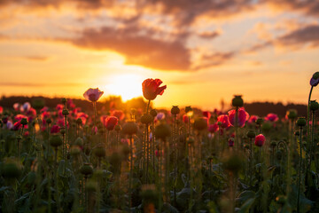 Fototapeta premium Poppyflowers at sunrise on a field 