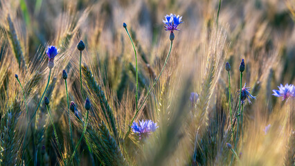 Fototapeta premium Cornflowers in a grain field, natural background