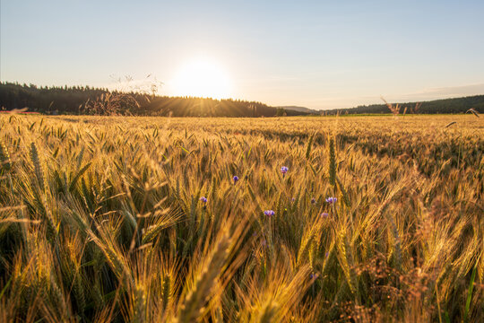 sunrise over a grain field