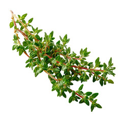 Vibrant green sprig of fresh thyme, small leaves, reddish stems, isolated on black
