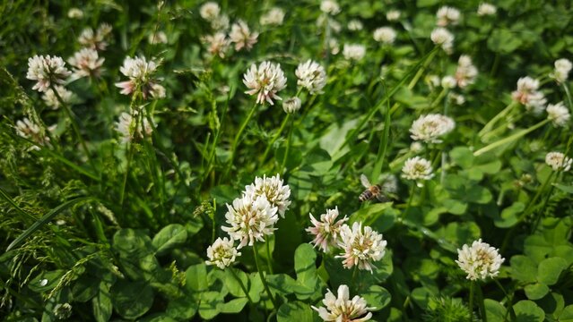 White clover flowers blooming in a green meadow with fresh grass and a flying bee in natural sunlight. Concept of pollination biodiversity and harmony of wildlife in a natural ecosystem
