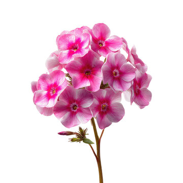Pink and white phlox flowers cluster atop a stem against a black backdrop