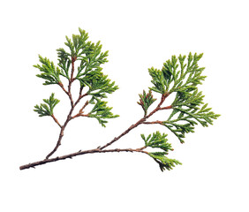 Evergreen branch; short needles on brown stems, isolated on a black background