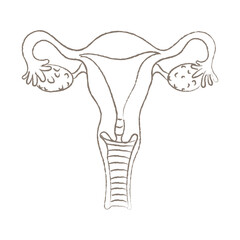 Hand Drawn Sketch of Female Reproductive Ovaries System Anatomy