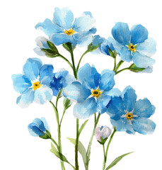 Watercolor illustration of delicate forget-me-not flowers with green stems