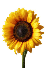 Bright yellow sunflower blossom with a dark center on a black background