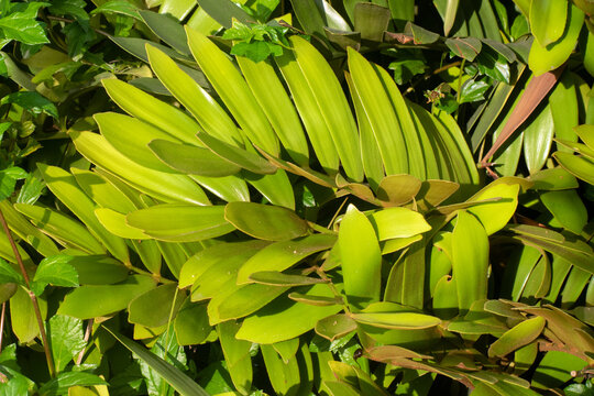 Zamia furfuracea cardboard cycad plant with stiff green leaves.