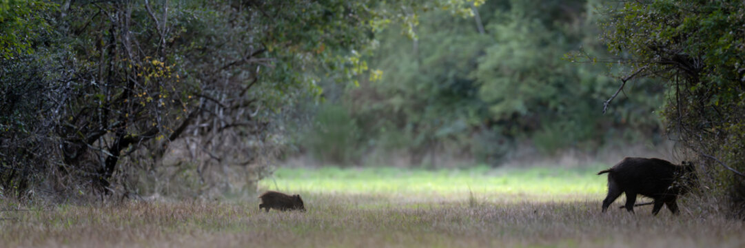 Female wild boar and her striped piglet crossing a forest path while trotting, Sus scrofa, Sologne, Loiret 45, r&eacute;gion Centre Val de Loire, France, European Union, Europe