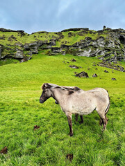 Fototapeta premium Icelandic horses in the wild in Iceland during the summer