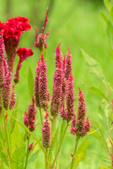 Obraz premium Celosia argentea silver cockscomb flowers growing in a green summer field.