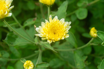 Chrysanthemum indicum Indian chrysanthemum blooming yellow with green buds.