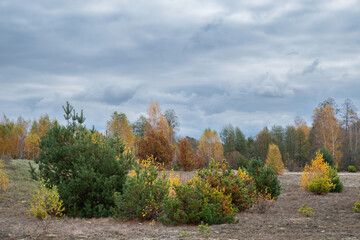 Obraz premium Young Pine Trees in Autumn Meadow under Cloudy Sky