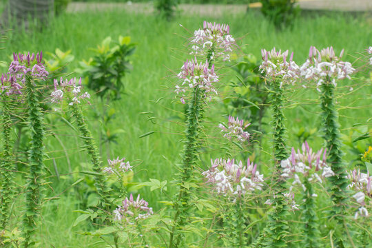 Cleome spinosa spiny spiderflower blooming pink and white in sunny green field.