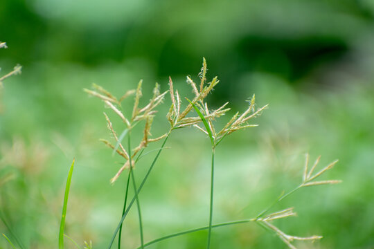 Cyperus rotundus nutgrass stalks growing in sunny green summer field.